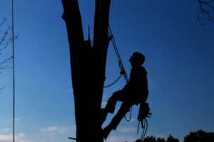 tree loppers Adelaide Hills